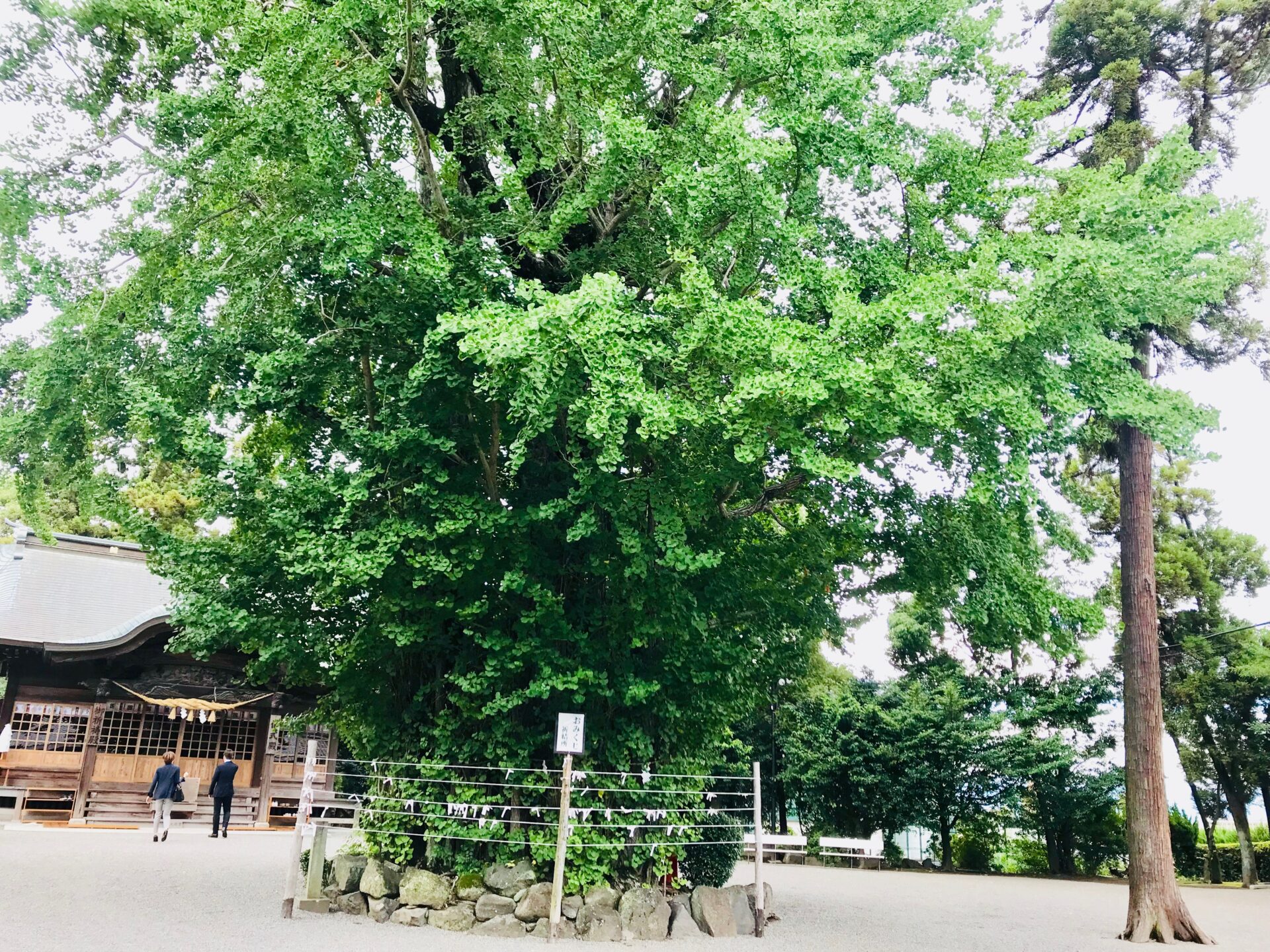 健軍神社 熊本県 御朱印 交通安全 子授けいちょうがすごい 御朱印むすび