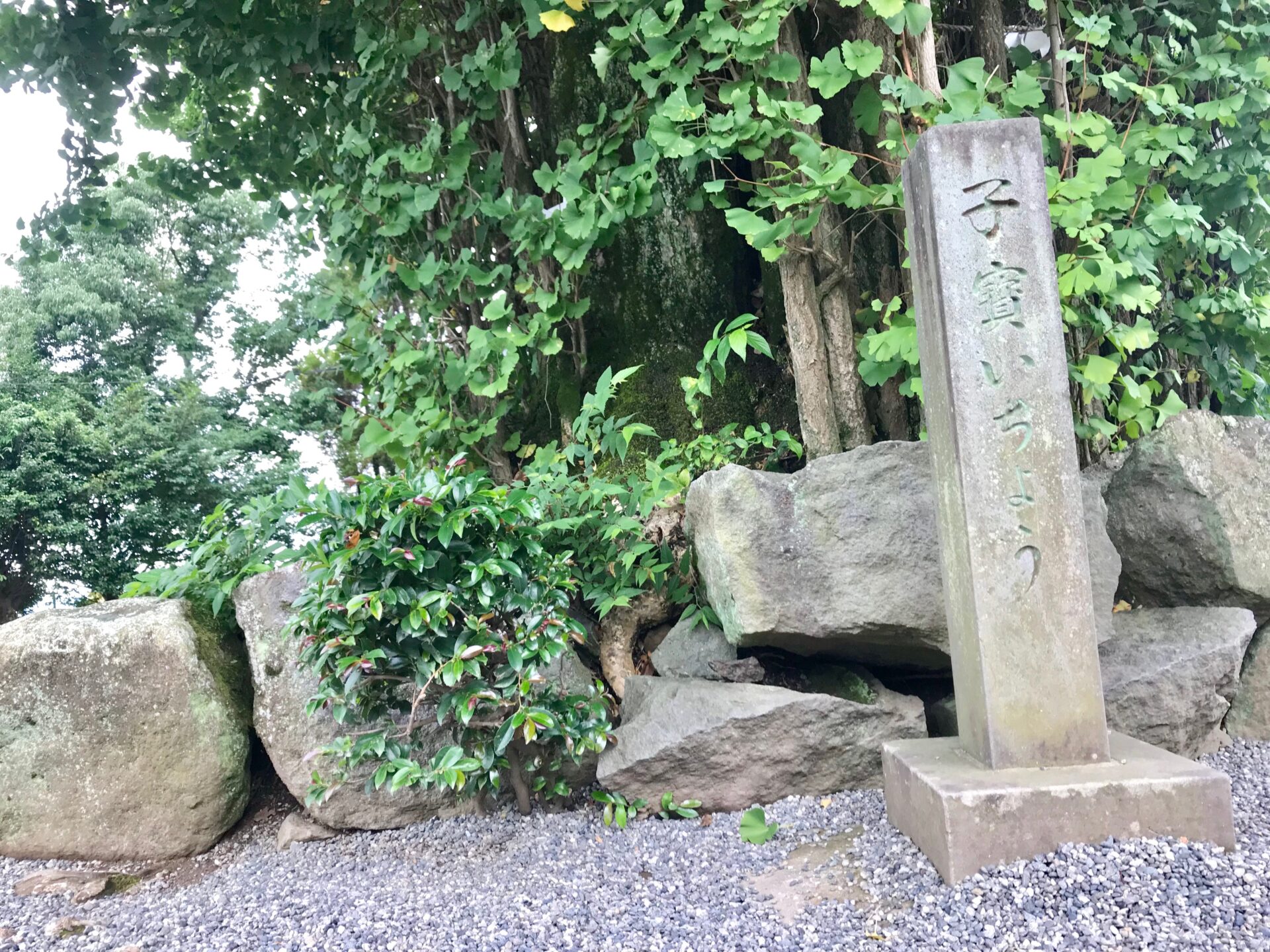 健軍神社 熊本県 御朱印 交通安全 子授けいちょうがすごい 御朱印むすび