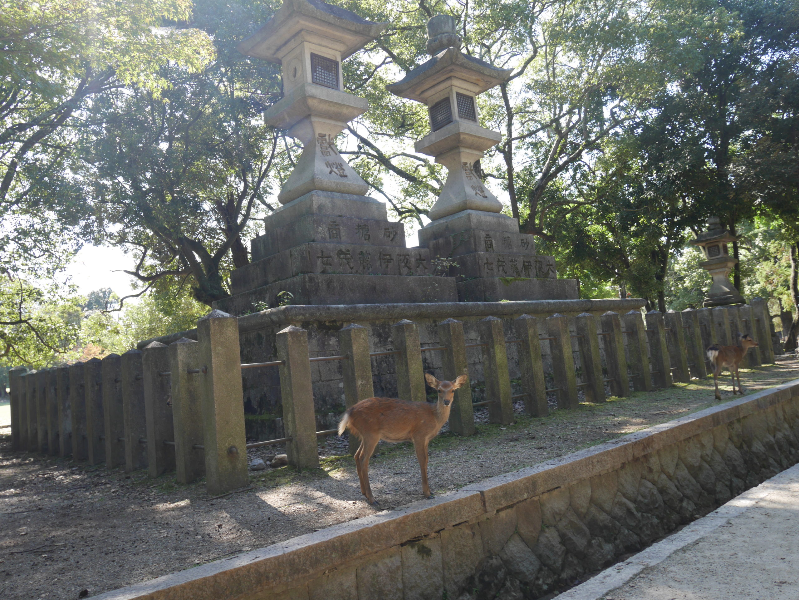 奈良公園・春日大社にいる野生の鹿