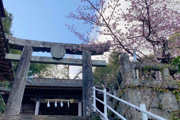 西山神社の寒桜