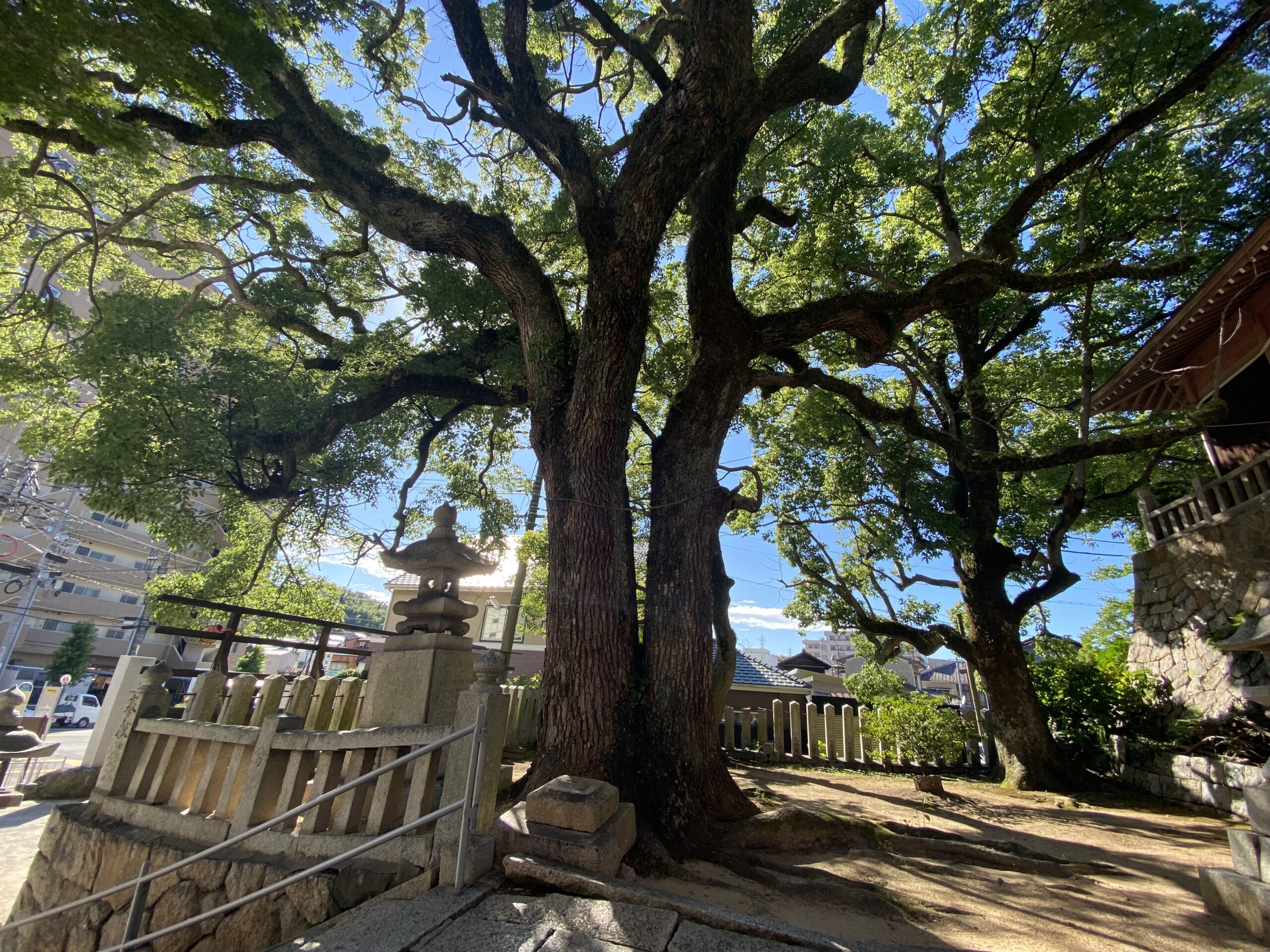 山口県の厳島神社パワースポットの大木