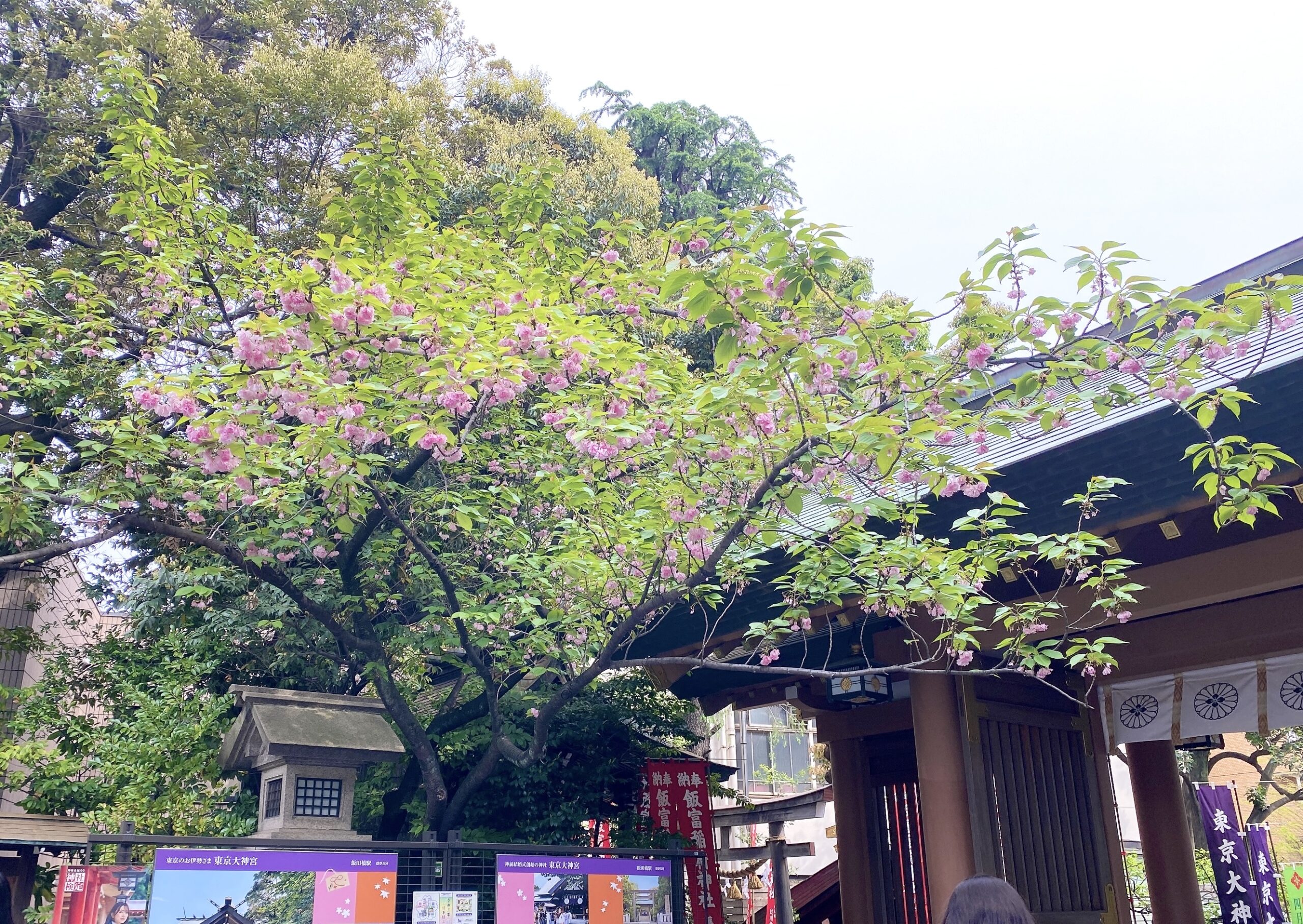 東京大神宮の八重桜
