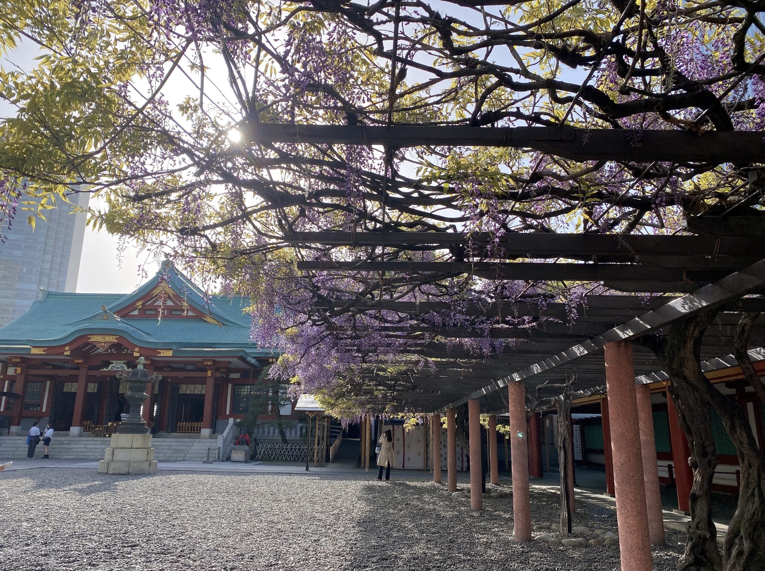 日枝神社の藤棚