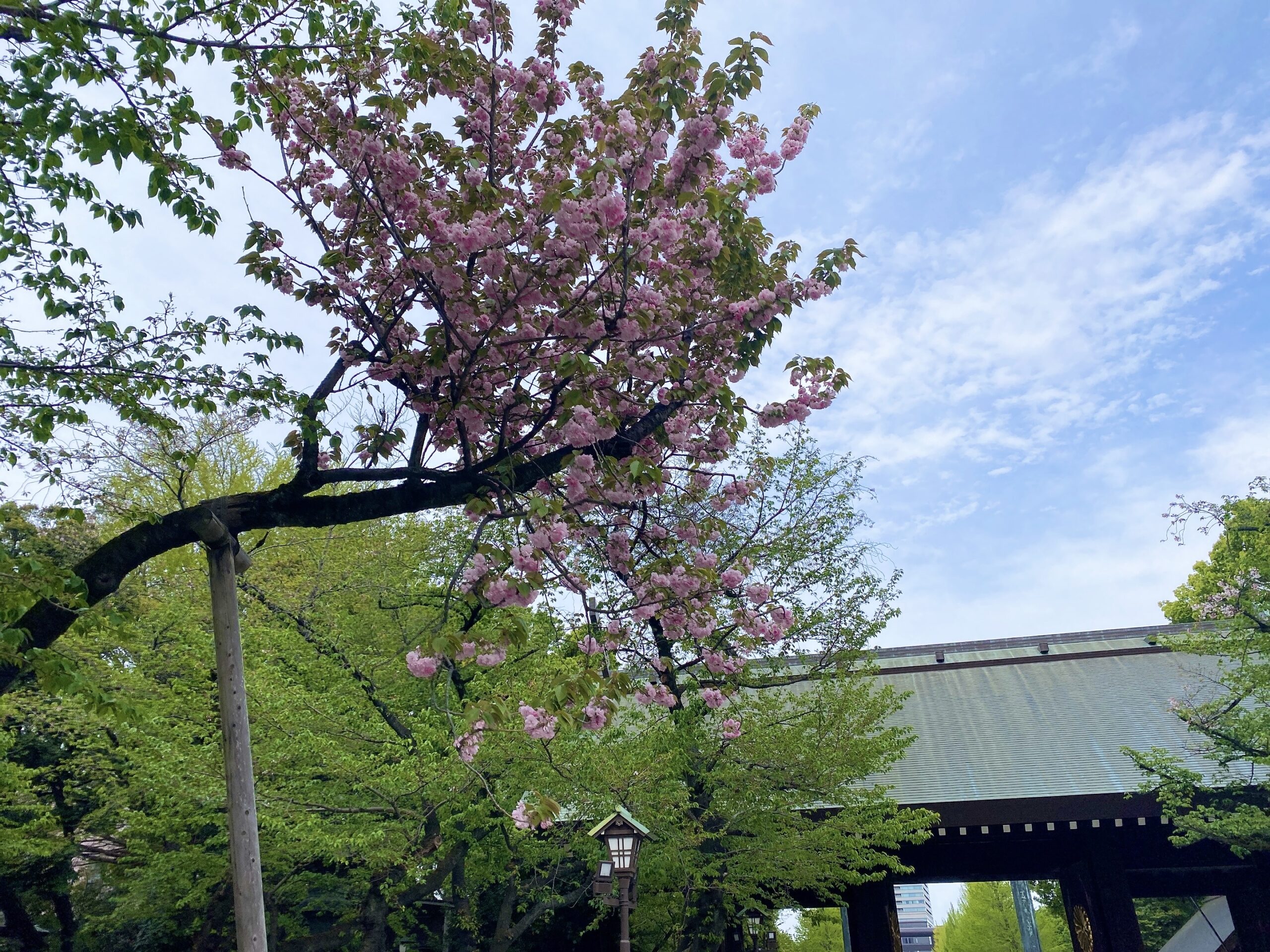 靖国神社は桜の名所！八重桜も綺麗でした