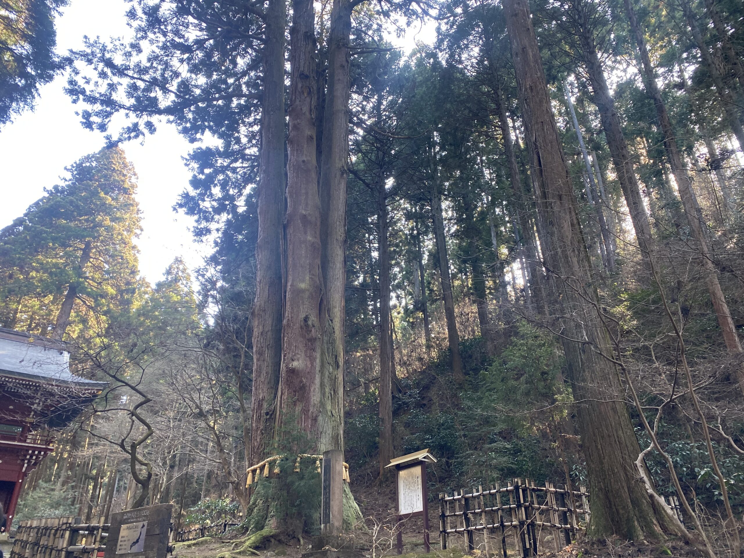 茨城県パワースポット御岩神社の三本杉