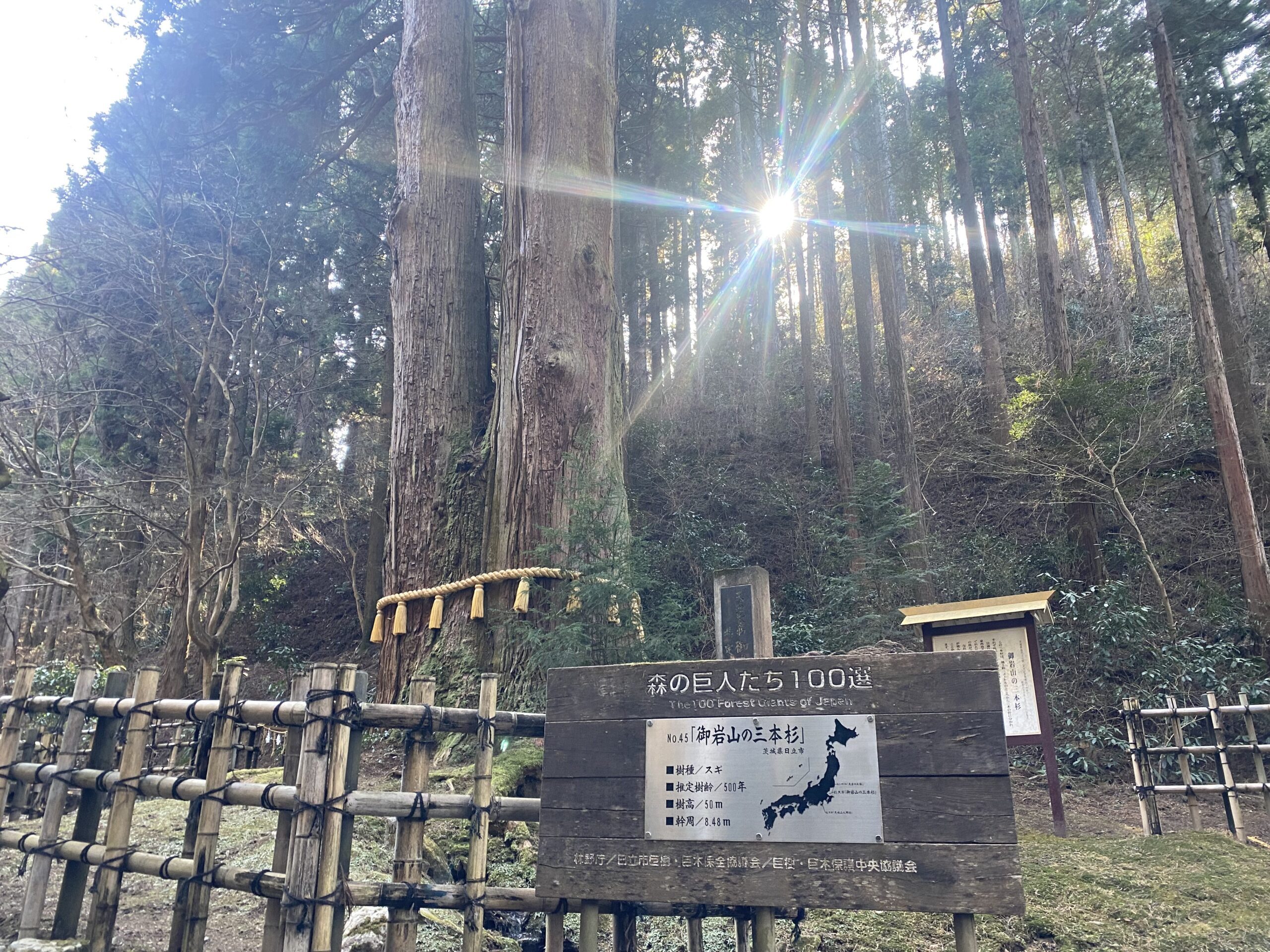 御岩神社の三本杉